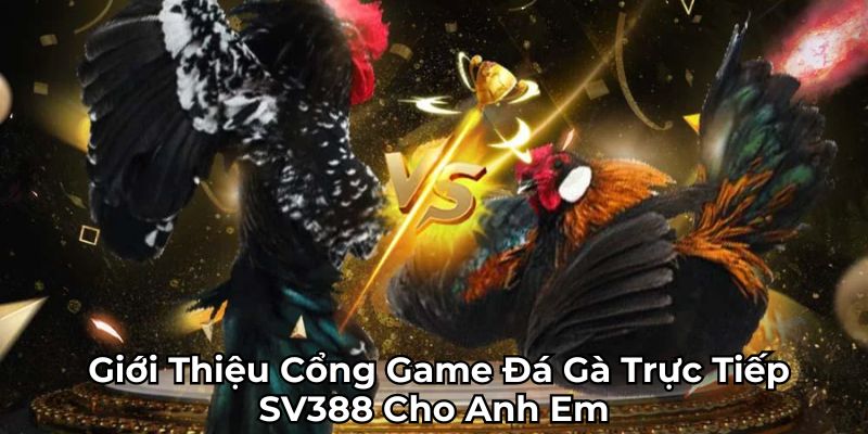 Tổng quan về đá gà trực tiếp SV388 cho tân thủ